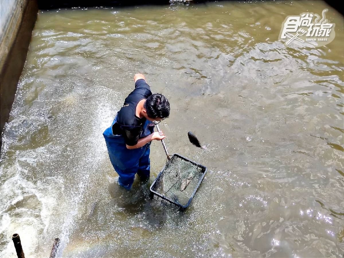 【獨家】現撈鯛魚免費吃！全台首家「台灣鯛砂鍋魚頭」，必嘗巨無霸敲敲魚