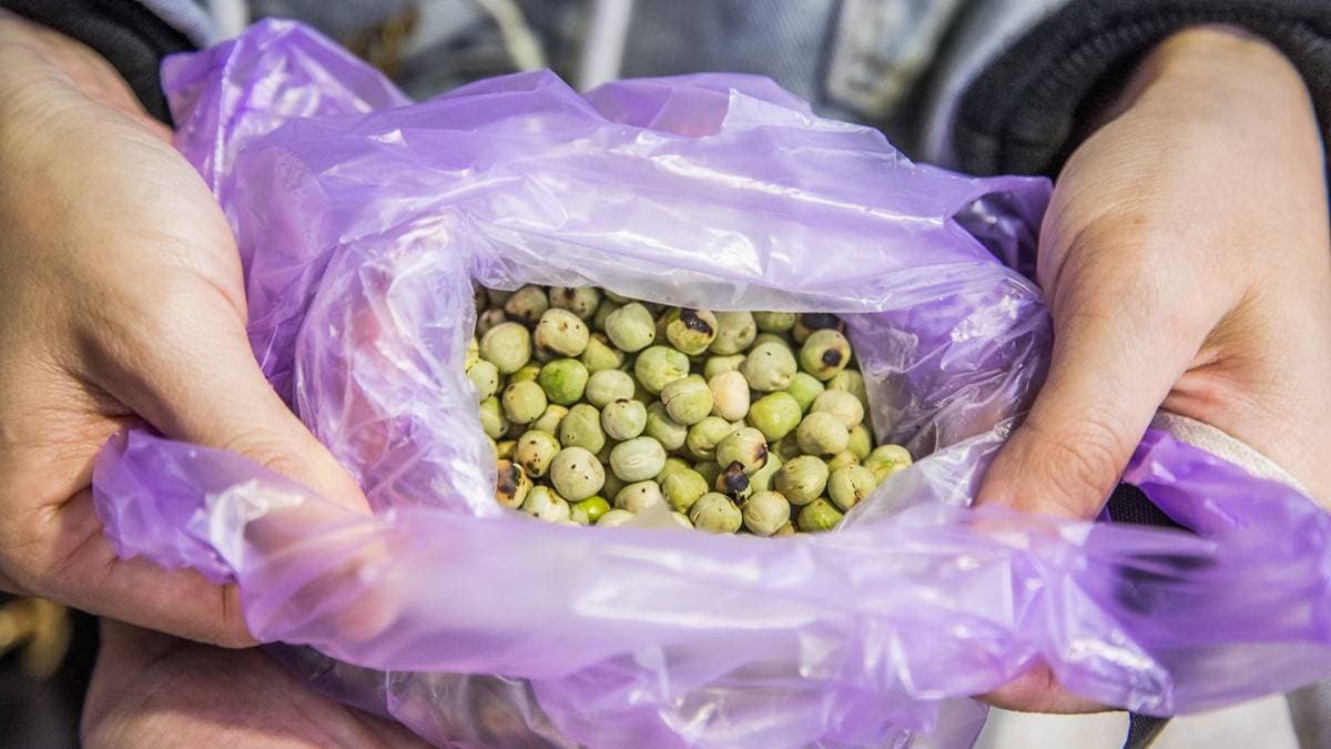 豌豆散發著炭香味，出乎意料口感是軟的，且帶有彈性，會愈吃愈唰嘴。（圖片來源：大手牽小手。玩樂趣）