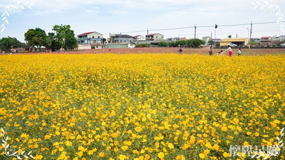 當浪漫的波斯菊盛開，十分美麗。（圖片來源：懷陞足跡）