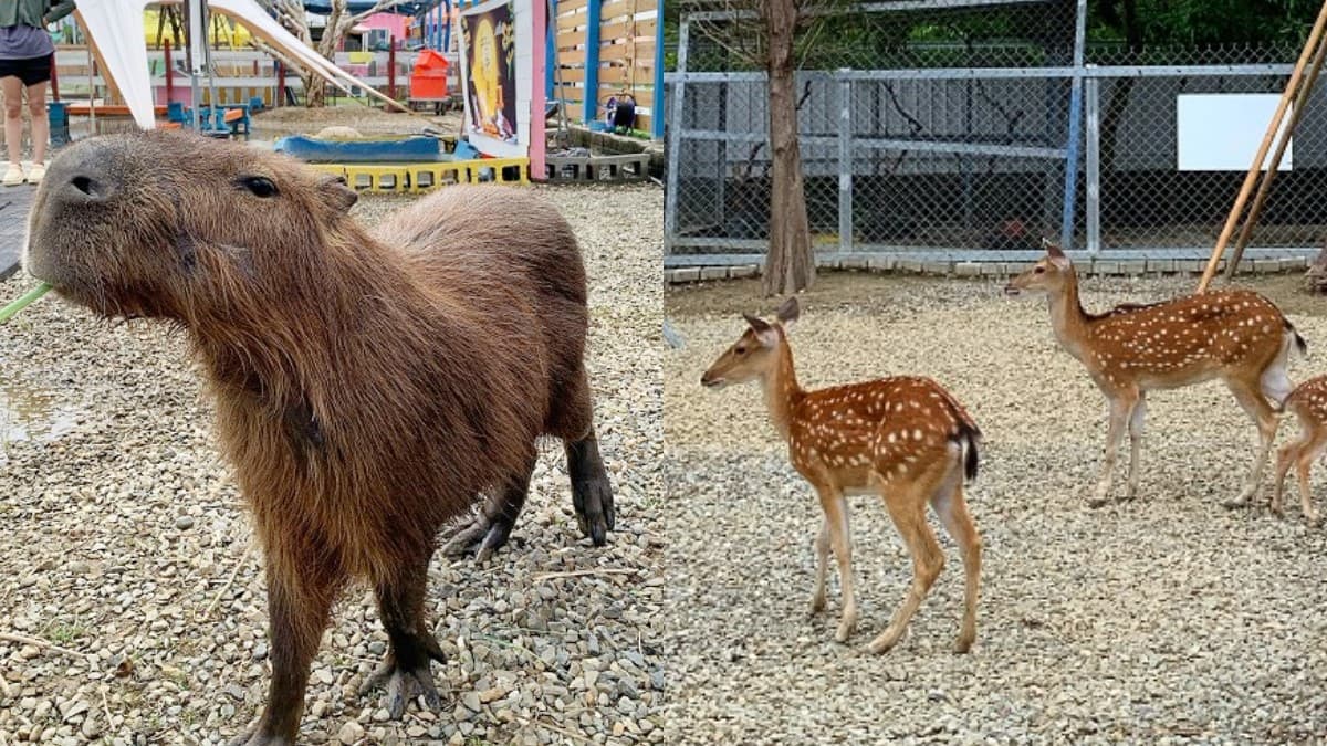 園區裡有梅花鹿、山羊、水豚君等多種動物可以免費餵食。（圖片提供：可大王愛旅行）