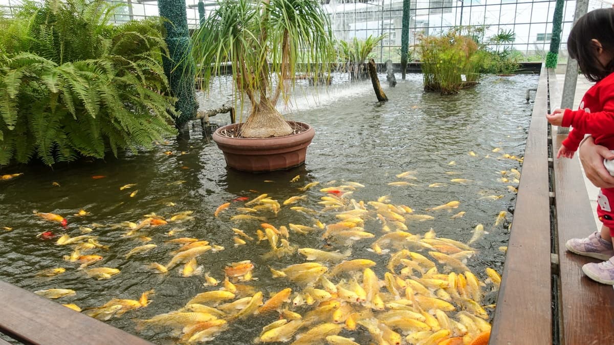 來這還可體驗餵魚樂，小朋友也超喜歡。（圖片來源：艾莉絲愛旅行）