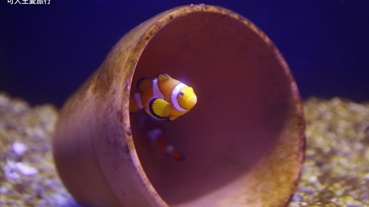 運氣好還能看到小丑魚尼莫。（圖片來源：可大王愛旅行）