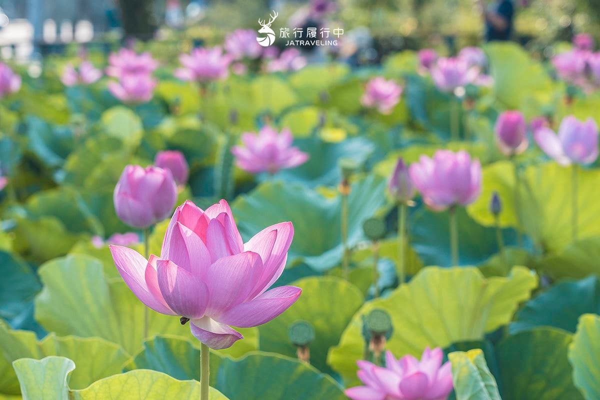 中興新村景點｜省府路荷花池