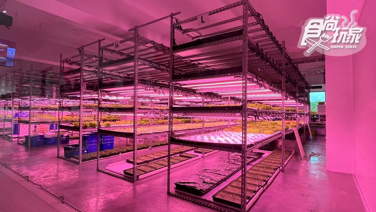 「綠蔬超市」有許多種無毒自種蔬菜。