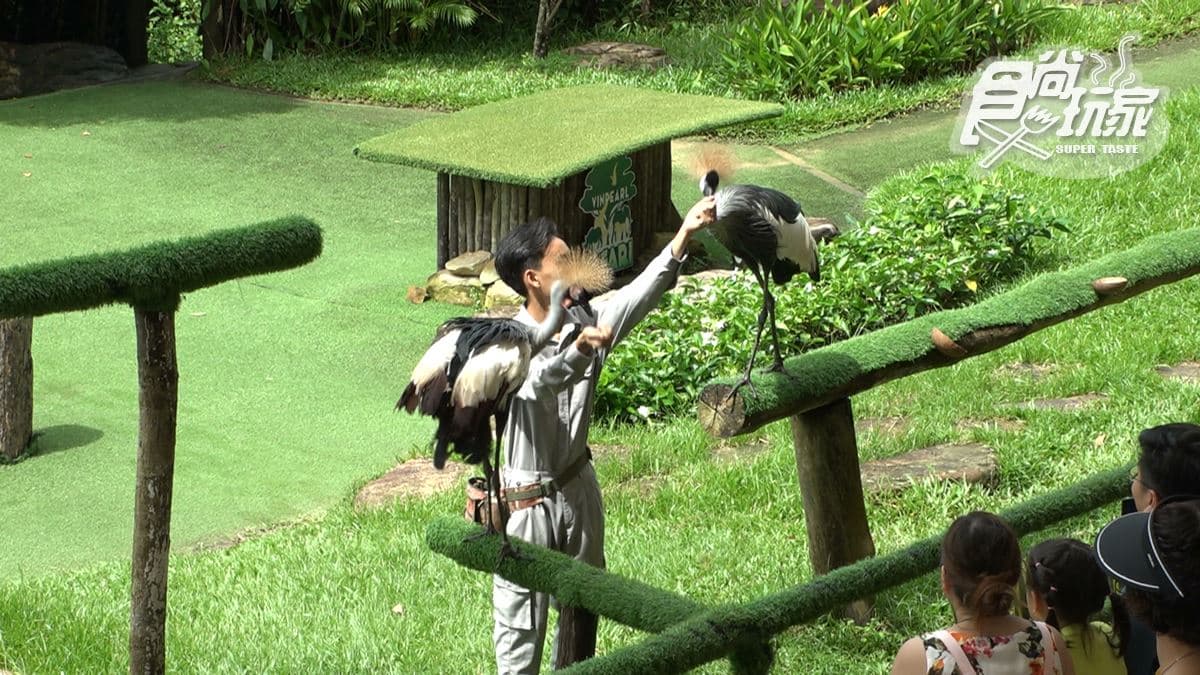 園區內的動物表演秀以鳥類表演為主。