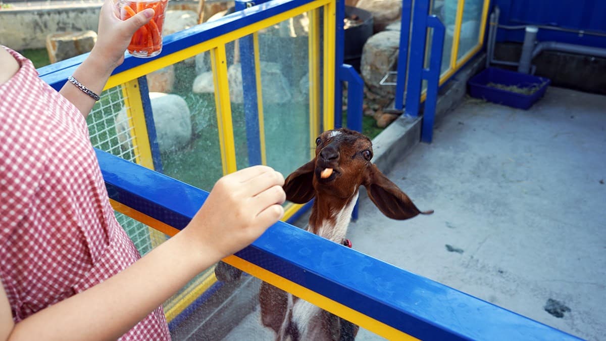 高雄「萌寵迷你動物園」！近距離互動狐獴、草泥馬，還有狗狗、貓貓也集合