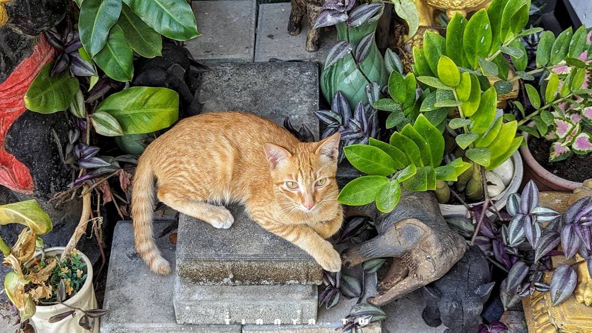 這裡悠閒的氛圍，連貓貓都知道。（圖片來源：下一站，天涯）