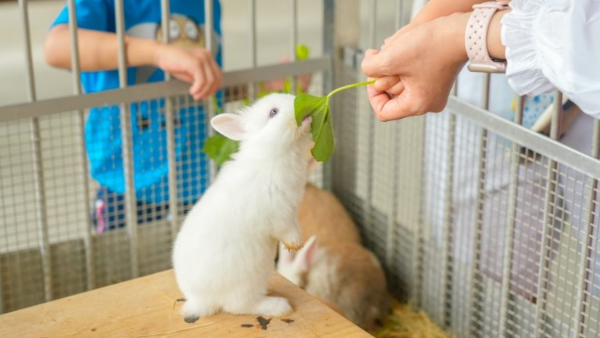 動物們都很親近遊客，工作人員也會介紹動物的生態和習性。（圖片來源：愛玩的伊凡）