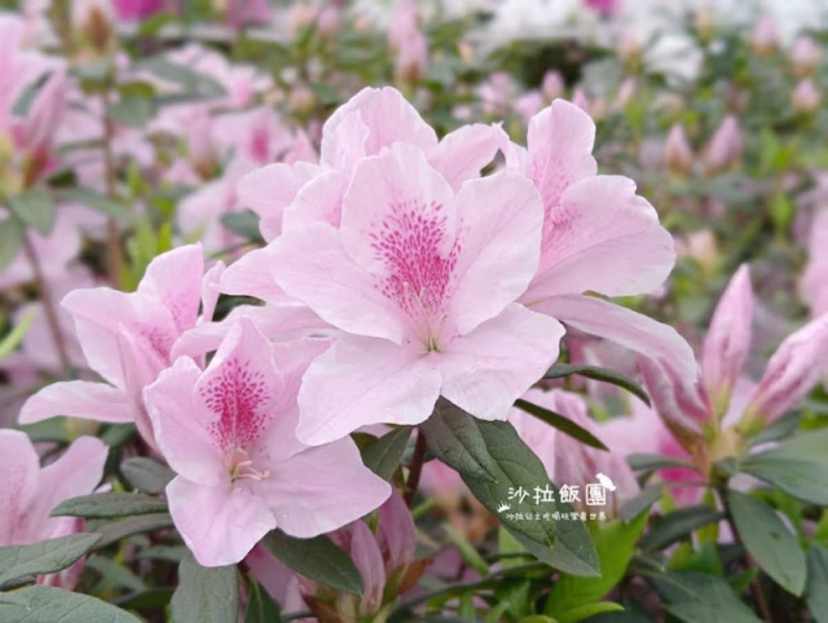 台北賞花地圖!「櫻花開了」陽明山花季登場,「台版富良野」美不勝收 台北賞花地圖!「櫻花開了」陽明山花季登場,「台版富良野」美不勝收