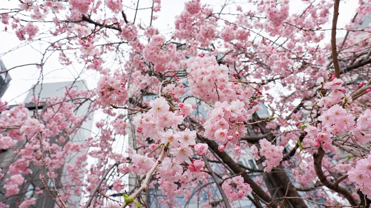 櫻花盛開令人賞心悅目。（圖片來源：吳東峻）