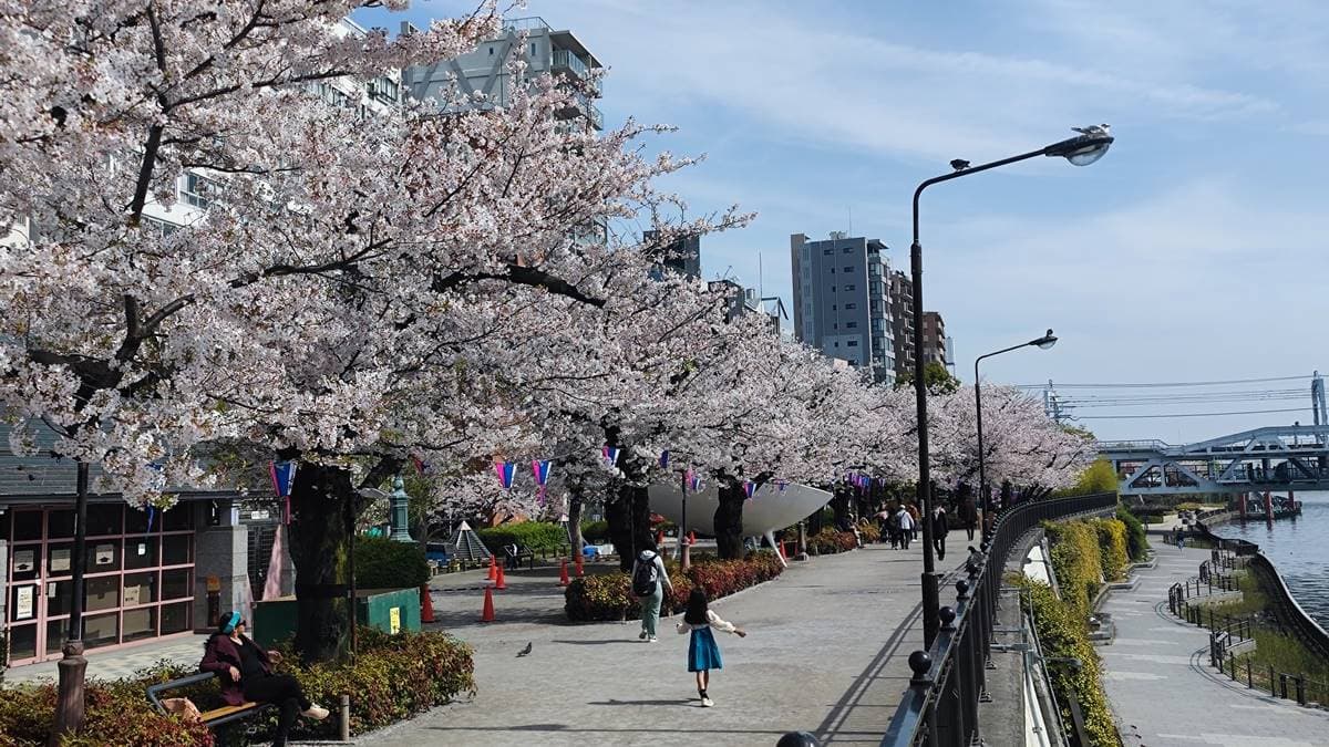 隅田公園一公里長超美櫻花大道。（圖片來源：吳東峻）