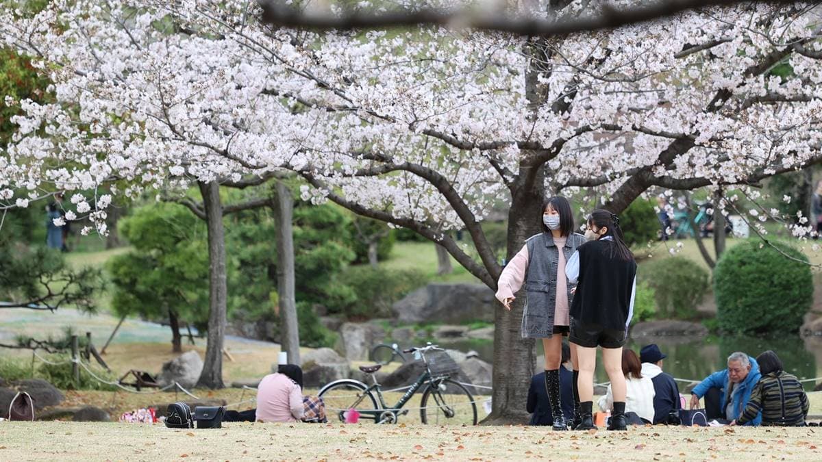 每逢櫻花季吸引大批遊客前來。（圖片來源：吳東峻）