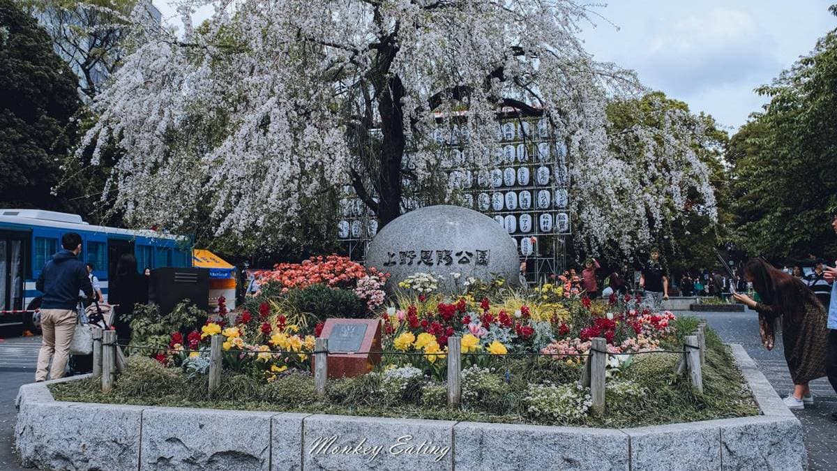 每年櫻花季節，公園大道約有800～1000株櫻花齊綻放。（圖片來源：貪吃猴的幻想）