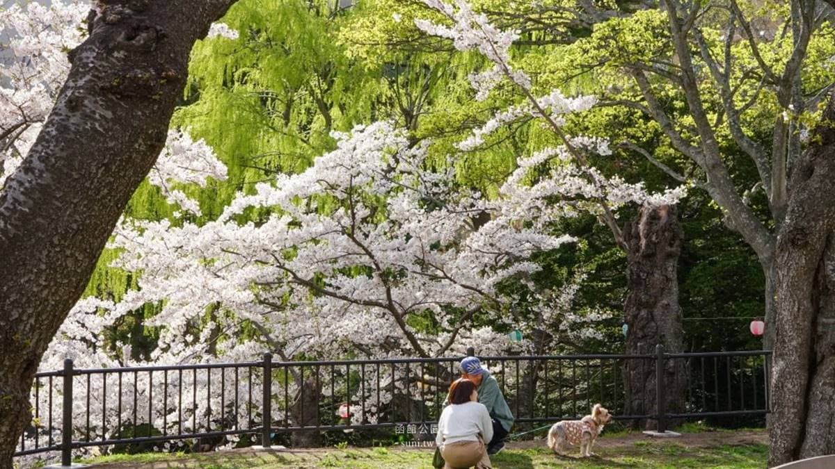 滿滿爆發的櫻花，染成一片夢幻的景色。（圖片來源：欣晴。美食旅遊生活分享）