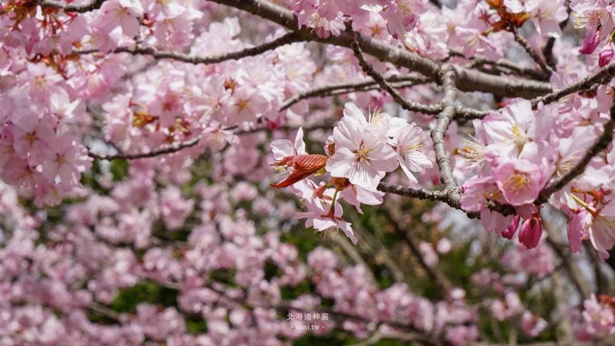 超夢幻的櫻花，枝頭綻放。（圖片來源：欣晴。美食旅遊生活分享）