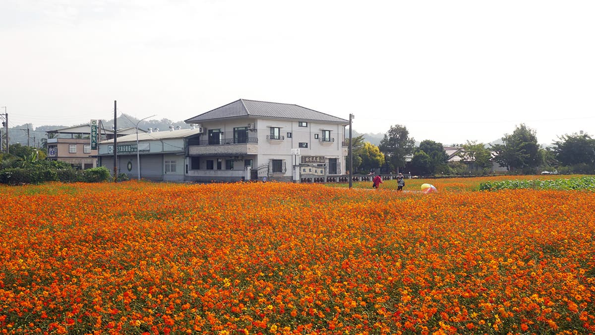 高雄走春賞花去!「2025美濃花海節」浪漫開跑,最佳賞花期、4大花海搶先看 高雄走春賞花去!「2025美濃花海節」浪漫開跑,最佳賞花期、4大花海搶先看