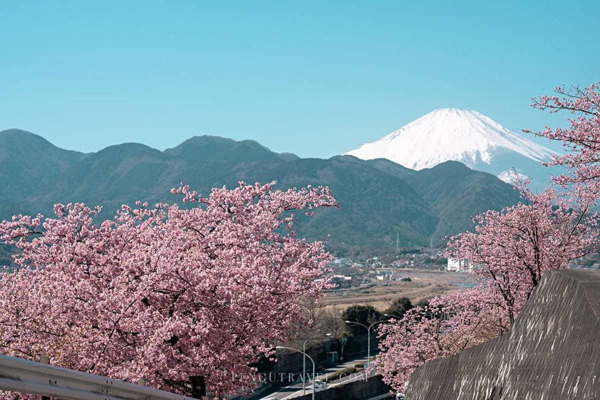 夢幻爆棚!東京近郊玩「櫻花溜滑梯」,再拍「春櫻同框富士山」明信片美景 夢幻爆棚!東京近郊玩「櫻花溜滑梯」,再拍「春櫻同框富士山」明信片美景