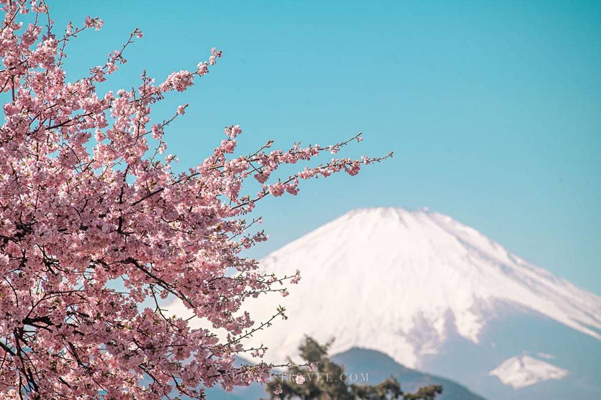 夢幻爆棚!東京近郊玩「櫻花溜滑梯」,再拍「春櫻同框富士山」明信片美景 夢幻爆棚!東京近郊玩「櫻花溜滑梯」,再拍「春櫻同框富士山」明信片美景