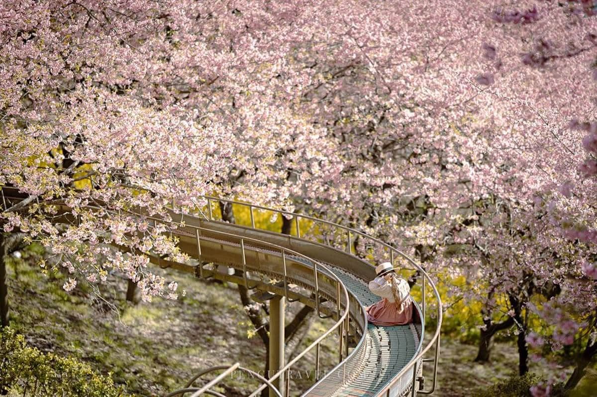 夢幻爆棚!東京近郊玩「櫻花溜滑梯」,再拍「春櫻同框富士山」明信片美景 夢幻爆棚!東京近郊玩「櫻花溜滑梯」,再拍「春櫻同框富士山」明信片美景