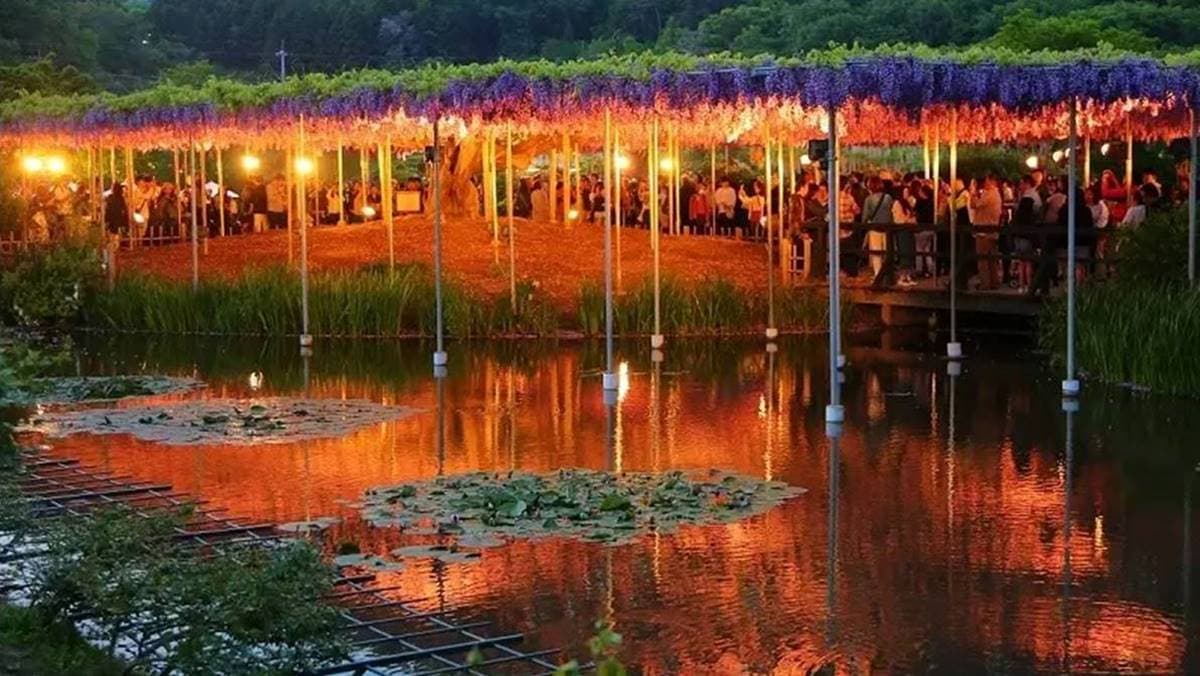 夜色逐漸降臨，點燈後得紫藤花海更是美麗。（圖片來源：肉魯走遍全台灣）