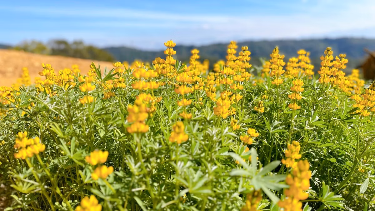 春遊賞花最美第一波！「桃園魯冰花季」滿山金黃花海盛開