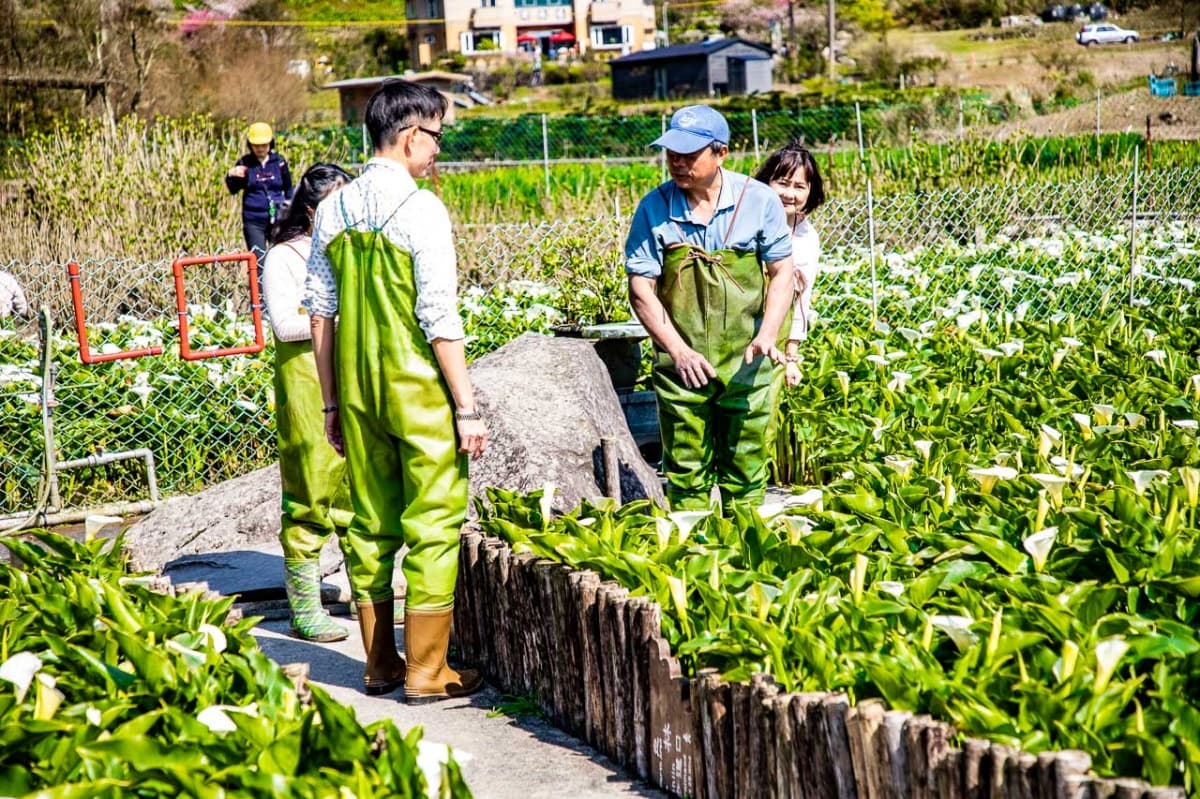 2026竹子湖海芋季賞花攻略！走海芋步道、吃陽明山土雞，導覽與管制時段一次看