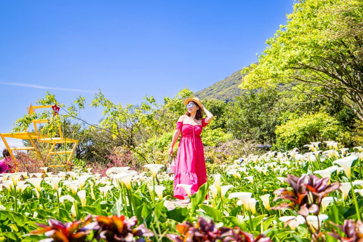 2026竹子湖海芋季賞花攻略！走海芋步道、吃陽明山土雞，導覽與管制時段一次看