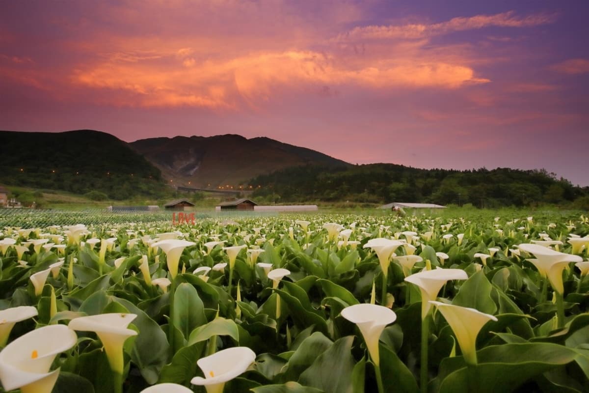 2026竹子湖海芋季賞花攻略！走海芋步道、吃陽明山土雞，導覽與管制時段一次看