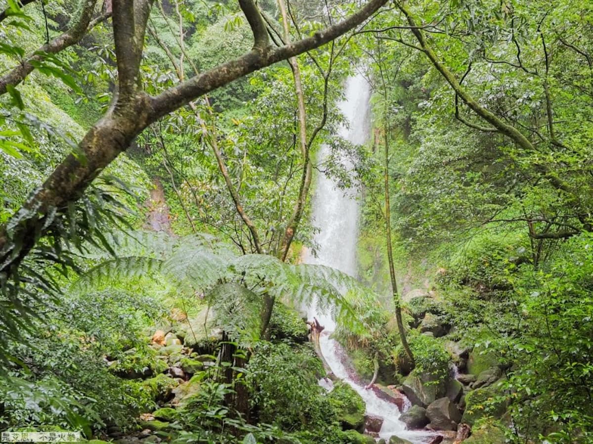 2026竹子湖海芋季賞花攻略！走海芋步道、吃陽明山土雞，導覽與管制時段一次看