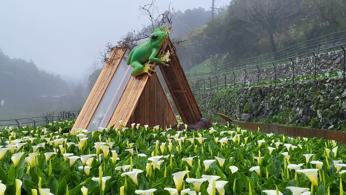 2026竹子湖海芋季賞花攻略！走海芋步道、吃陽明山土雞，導覽與管制時段一次看