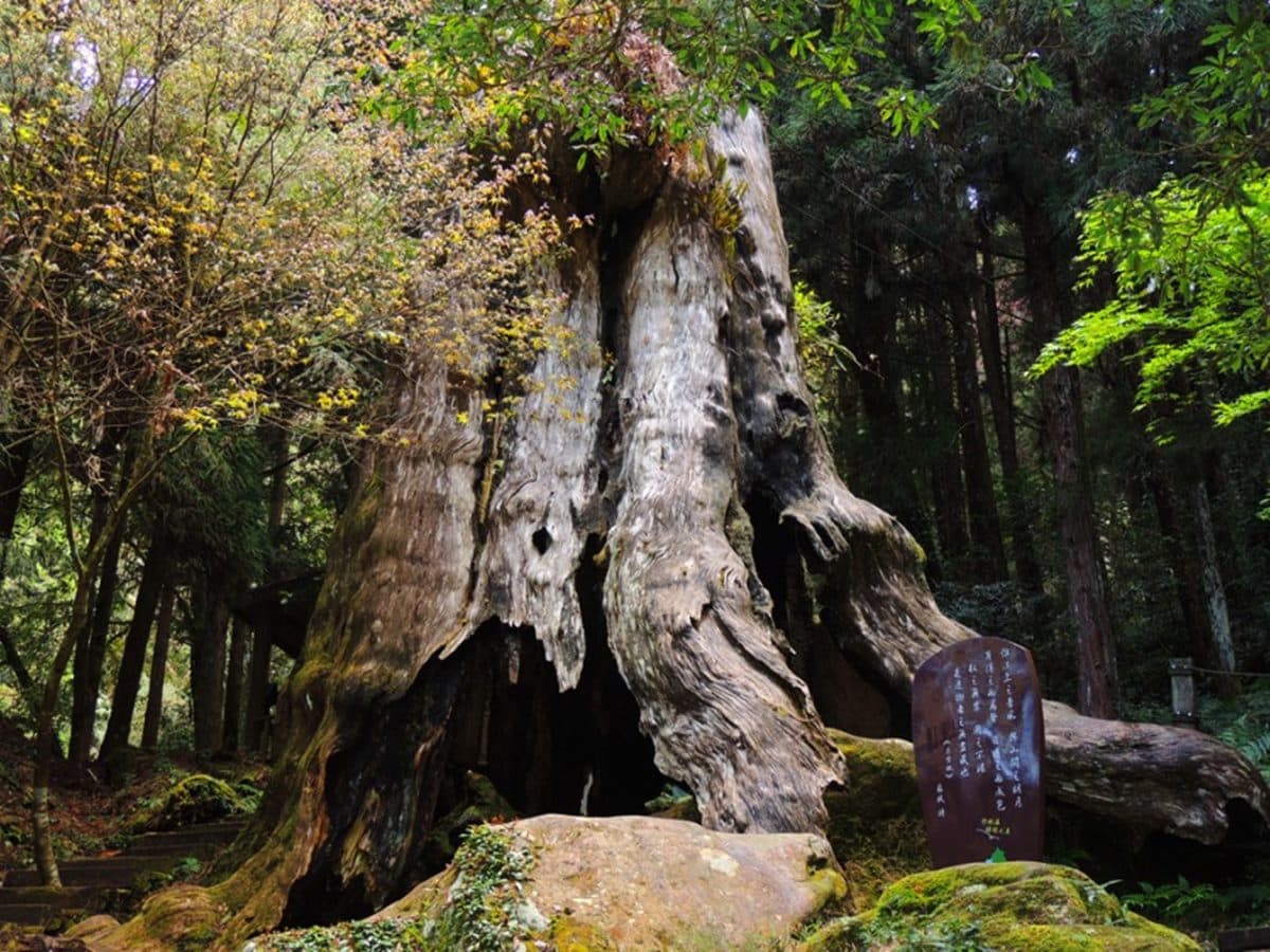 「杉林溪森林生態渡假園區」遊玩攻略:門票、花季情報、周邊景點 「杉林溪森林生態渡假園區」遊玩攻略:門票、花季情報、周邊景點