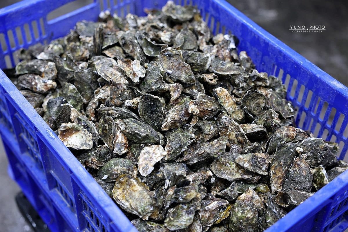 300元烤蚵吃到飽！鮮甜飽滿CP值超高，還有「烤鮮蚵攻略」海鮮控必收
