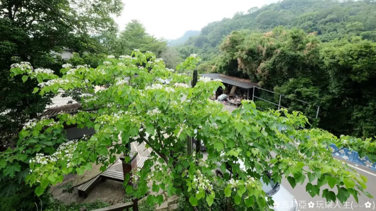 「劍潭古道」山徑兩旁的油桐花綻放超夢幻。（圖片提供：西莉亞玩樂人生）