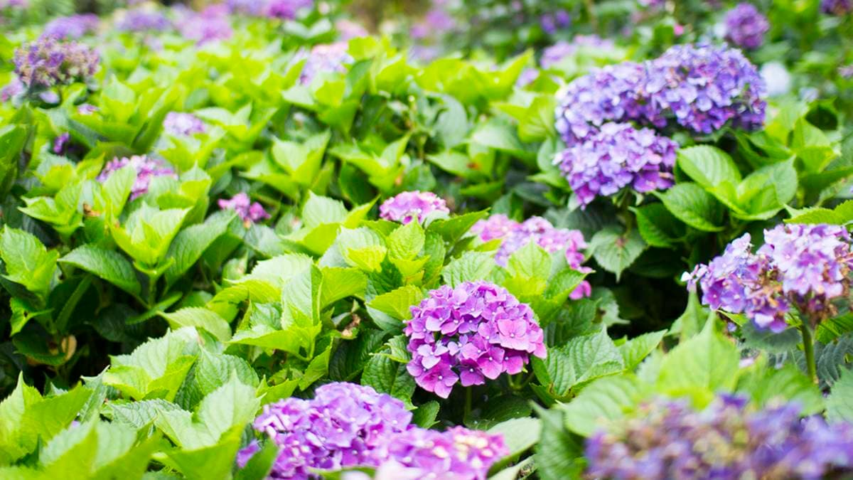 花海裡可以見到藍色、紫色、粉紅色及白色的繡球花。（圖片來源：史努比遊樂園）