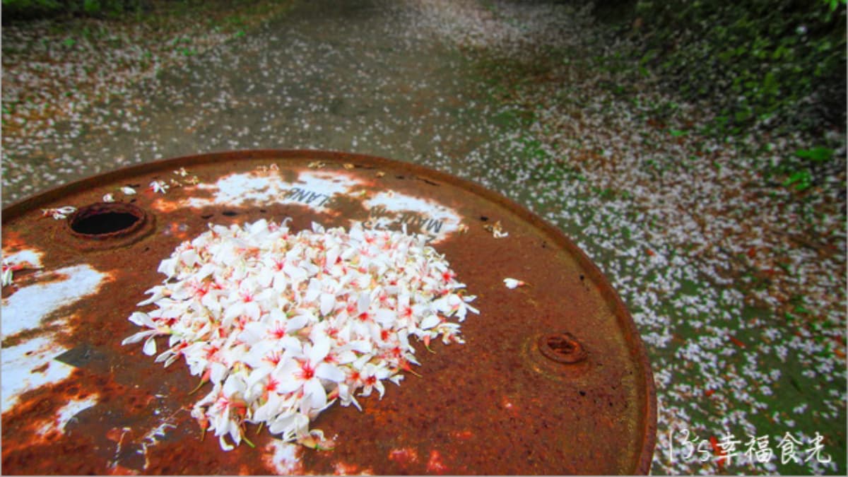 桐花季時宛如置身於雪白花海之中。（圖片來源：13's幸福食光）