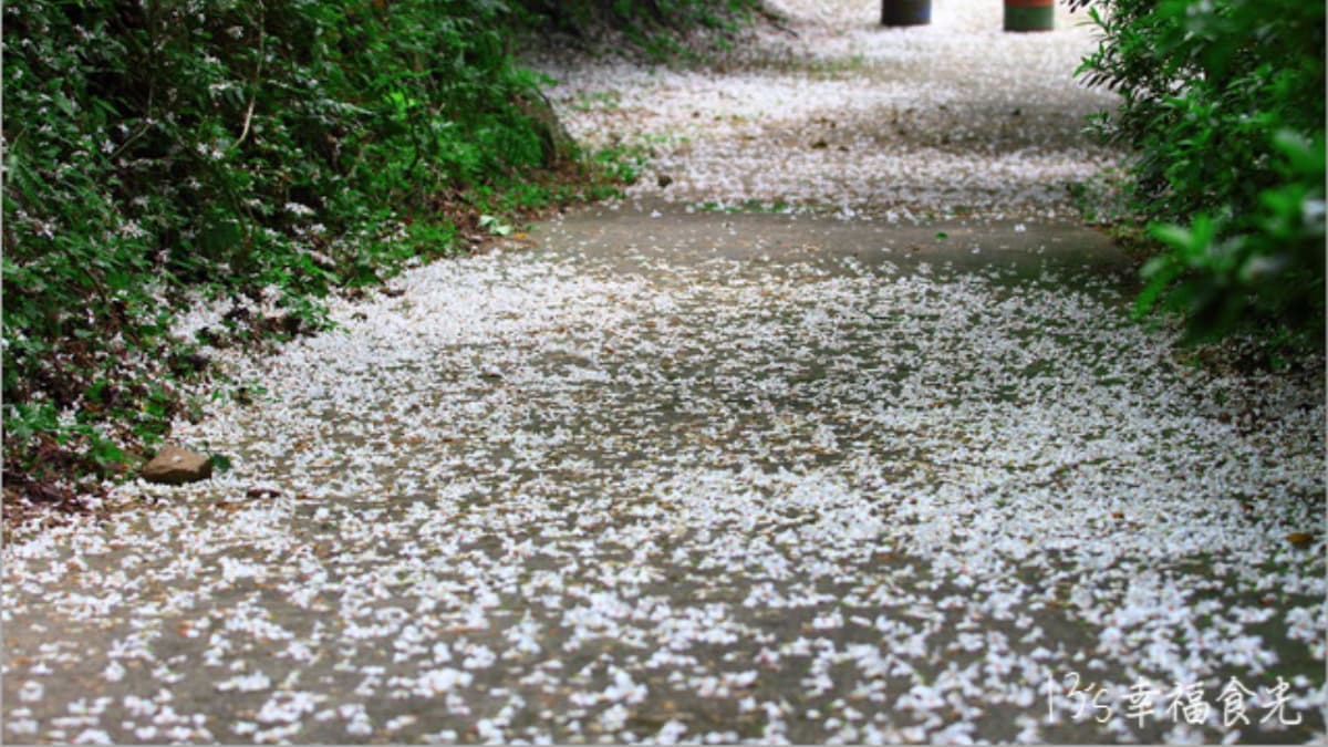 神棹山桐花步道 img