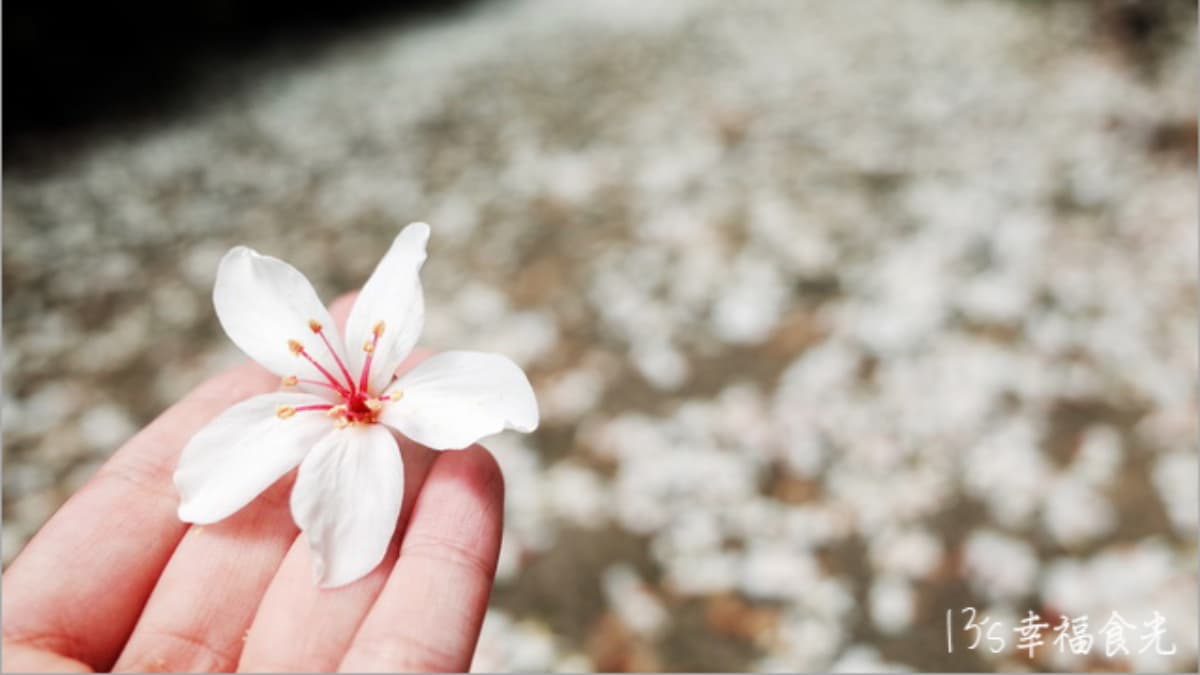 步道沿線種滿油桐樹，每到４、５月能看到白色桐花紛紛落下。（圖片來源：13's幸福食光）