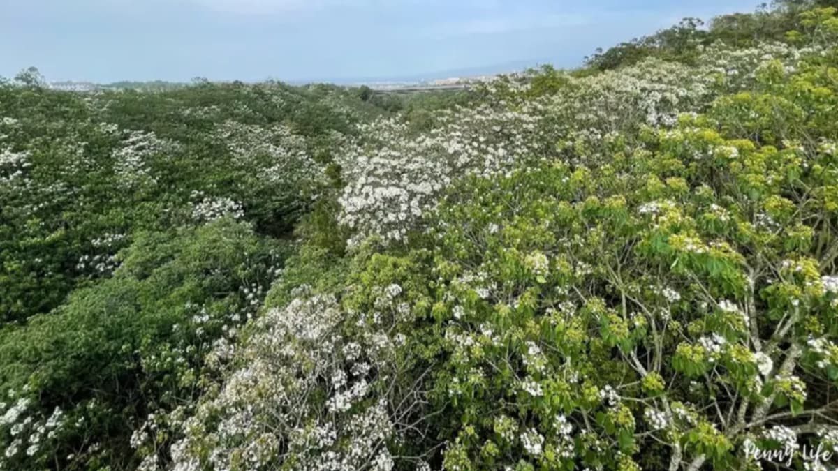 遊客可近距離看到樹頂滿開的雪白桐花（圖片來源：雙子喵玩樂旅行PennyLife）