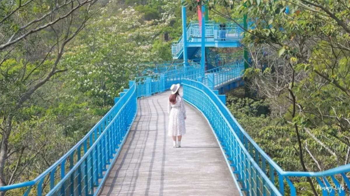 天空步道兩側的油桐花齊開。（圖片來源：雙子喵玩樂旅行PennyLife）
