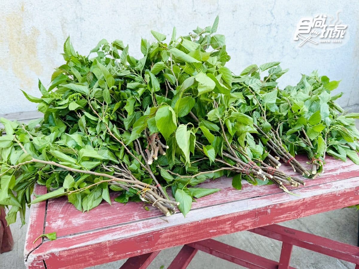 50元零距離餵小鹿！大坵島「台版小奈良」200隻梅花鹿，還能順遊「龍貓隧道」
