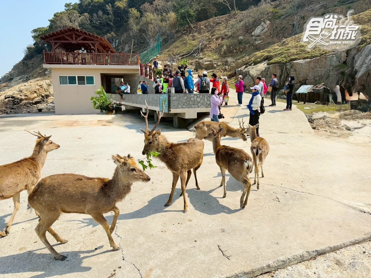 50元零距離餵小鹿！大坵島「台版小奈良」200隻梅花鹿，還能順遊「龍貓隧道」