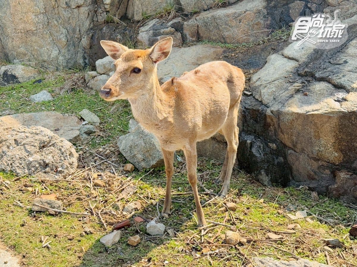 50元零距離餵小鹿！大坵島「台版小奈良」200隻梅花鹿，還能順遊「龍貓隧道」