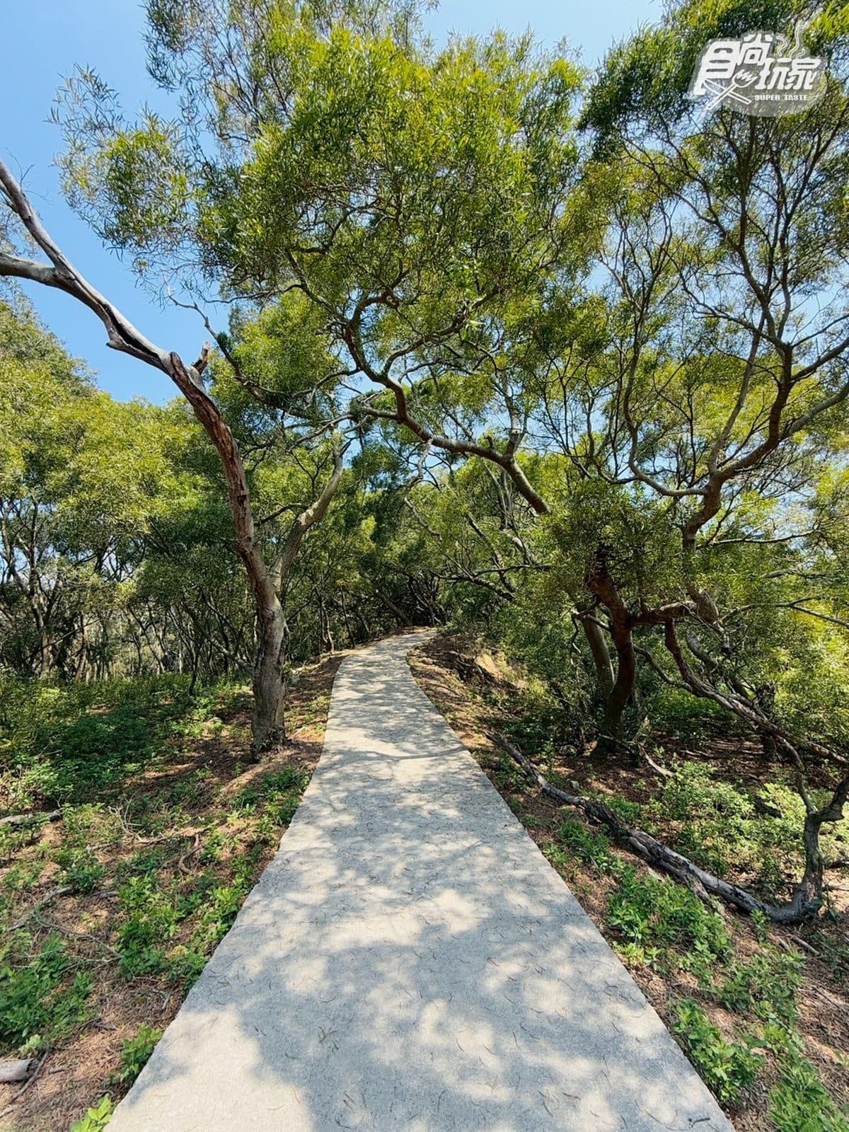 50元零距離餵小鹿！大坵島「台版小奈良」200隻梅花鹿，還能順遊「龍貓隧道」