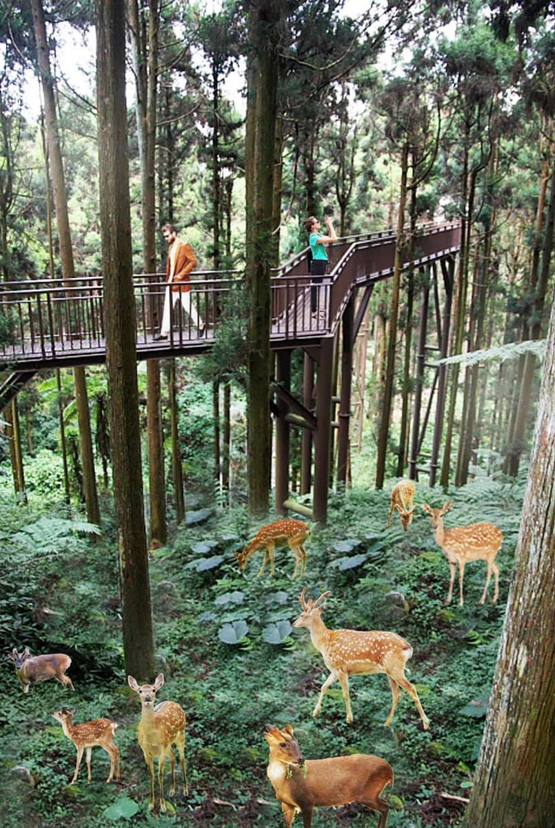 高雄「第２座動物園」拚年底開幕！可愛動物區、叢林體驗設施，４亮點搶先看