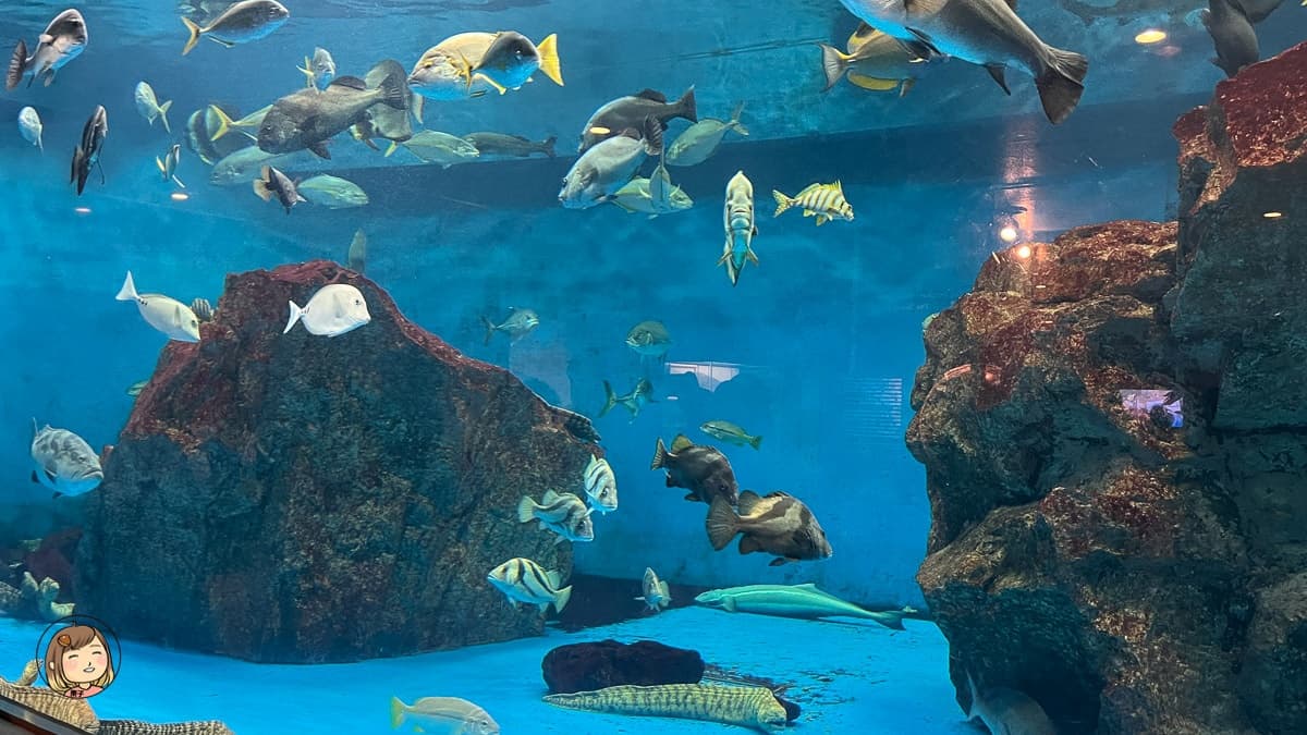 水族館裡也有上百種魚類及其他海洋生物。（圖片來源：LizChiang栗子醬）