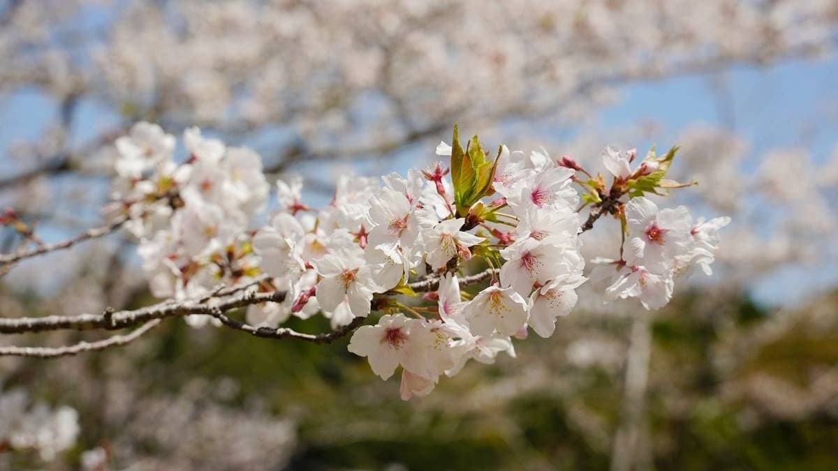 公園內的櫻花常常吸引大量遊客前來賞櫻。（圖片來源：東蛙池塘Dong Wa）