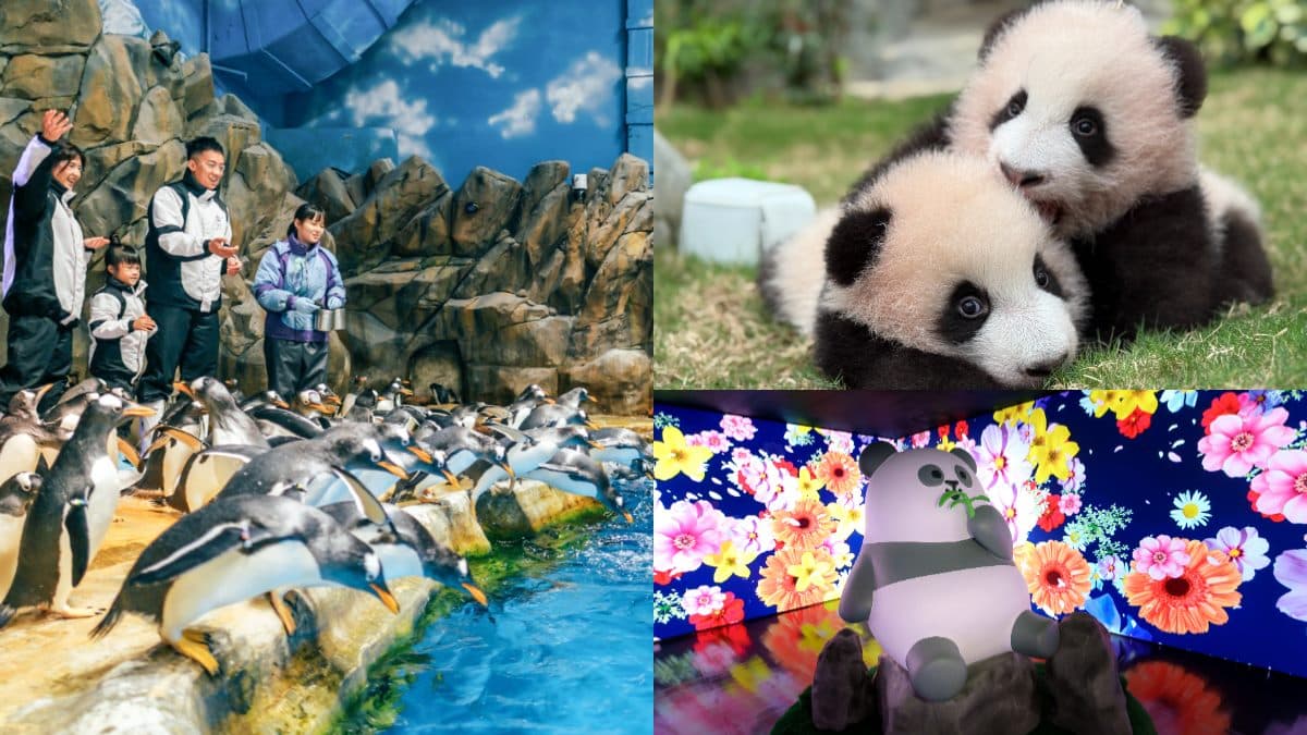 近距離看熊貓寶寶！「香港海洋公園」刺激遊樂設施，還能照顧企鵝、海豹