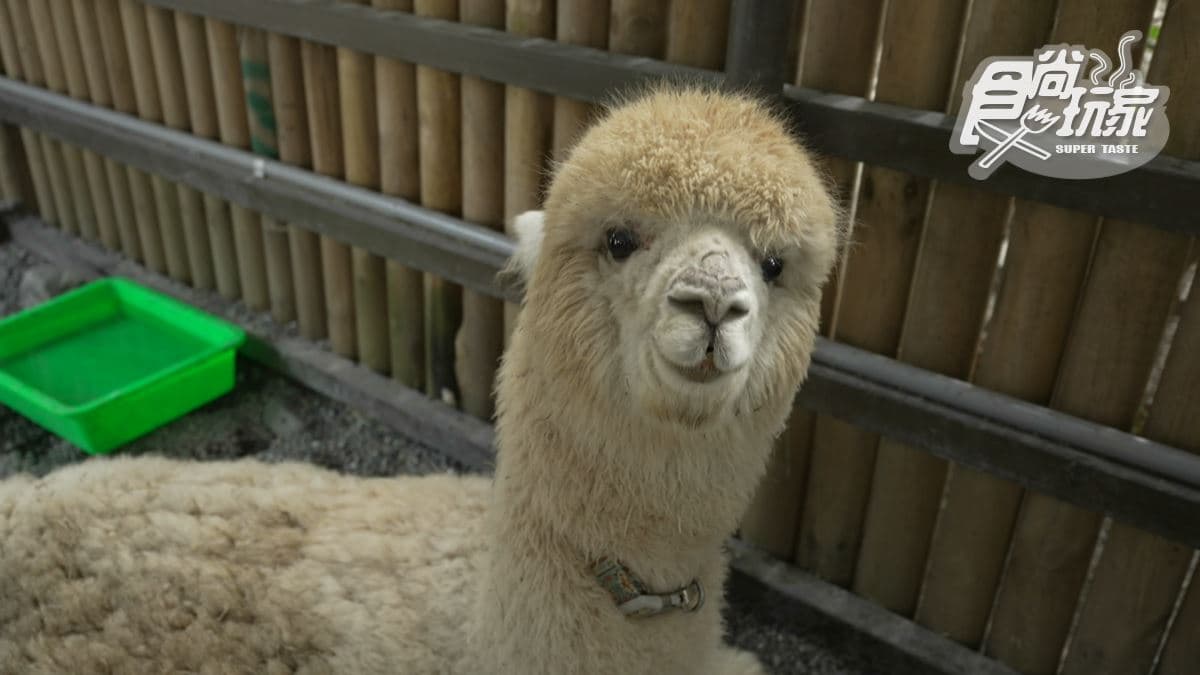 水岸-森林物語可愛動物園區