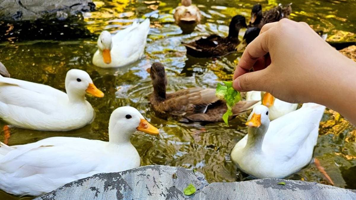 還可以現場買青菜飼料，餵食小鴨鴨。（圖片來源：Yuki's Life）