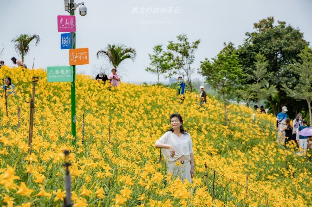 免衝花東！30萬株「金針花海」免費拍，花況歷年最美、全台最早開的金針花